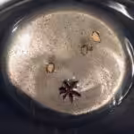 Rum and Spice Infused Pineapple Cake : La photo est une représentation de l'étape 1