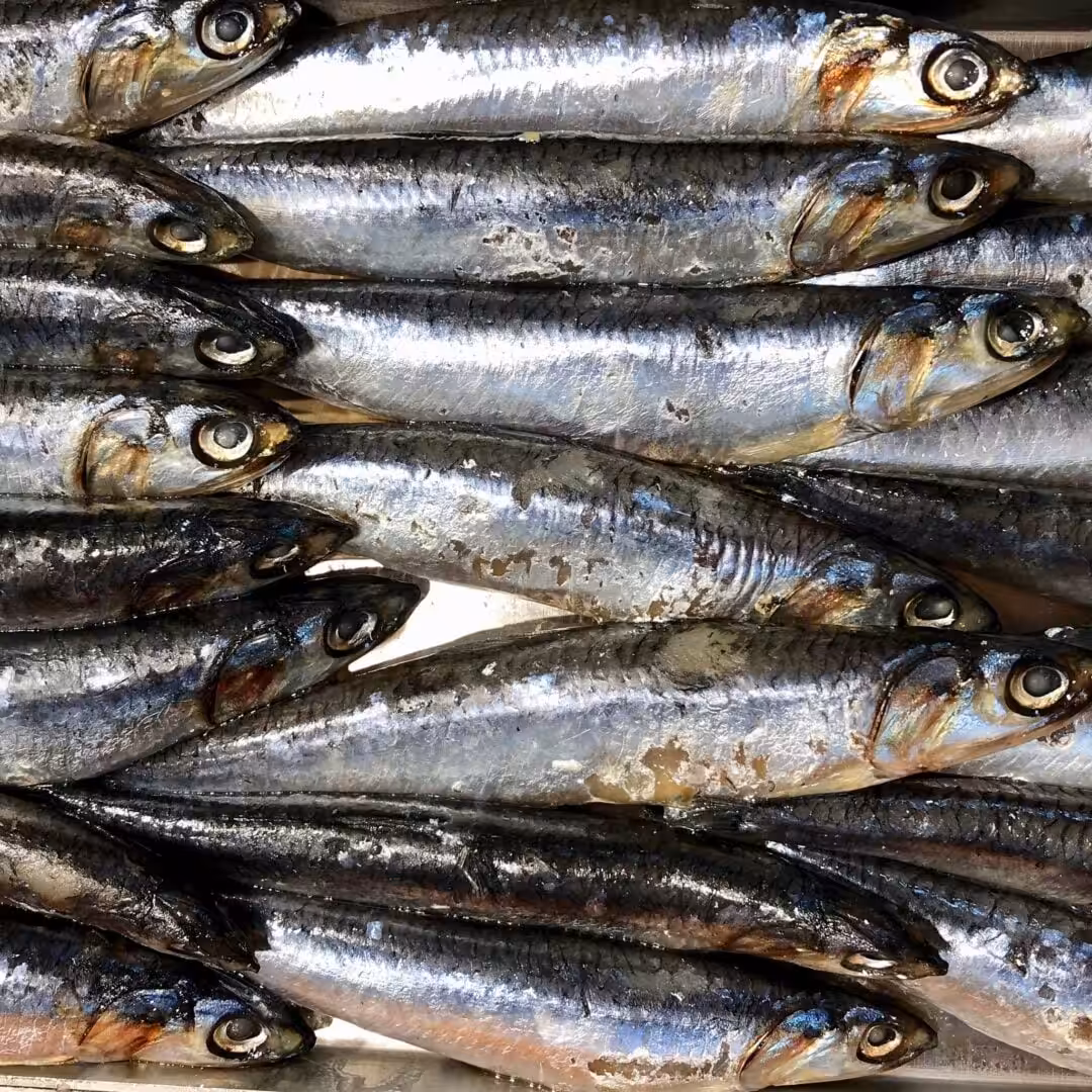 La photo représente l'ingrédient : Anchois