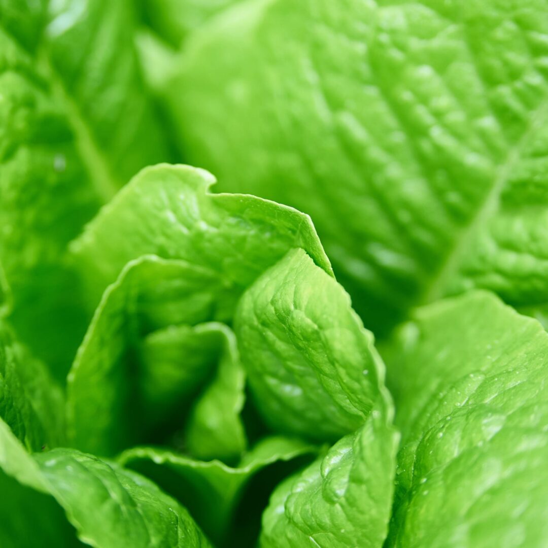 La photo représente l'ingrédient : Laitue