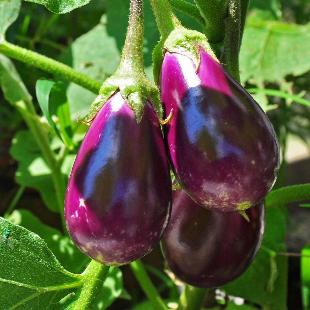 La photo représente l'ingrédient : Eggplant