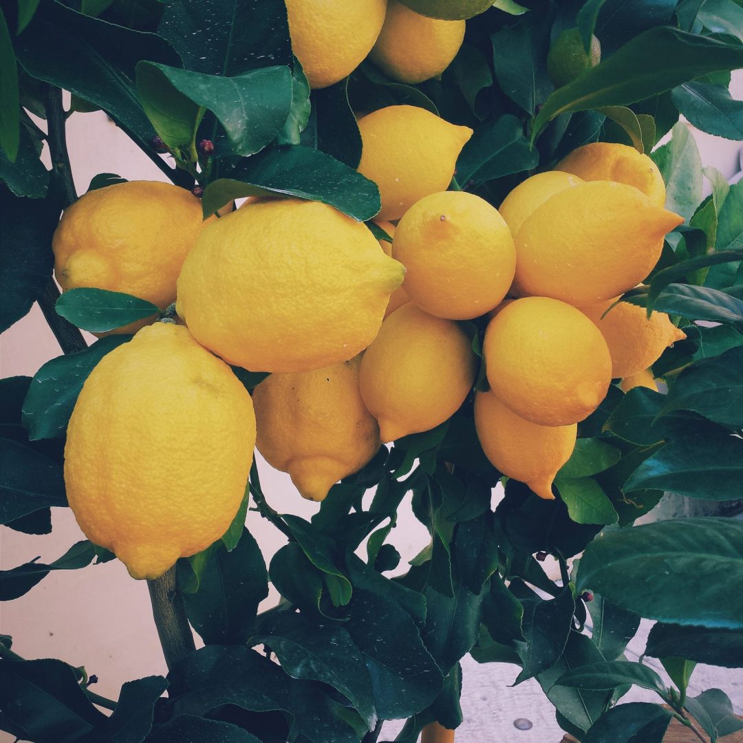 La photo représente l'ingrédient : Yellow lemon