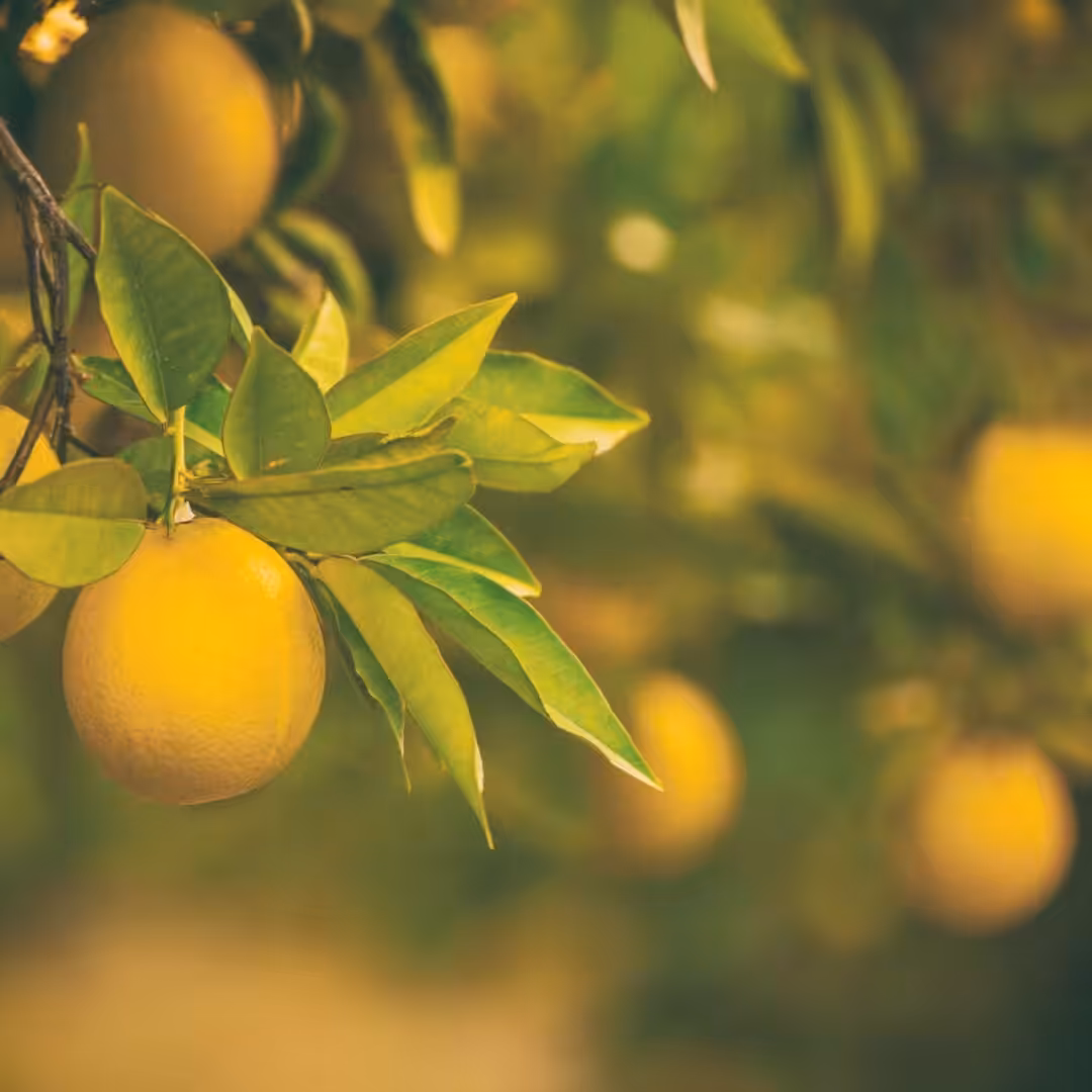 La photo représente l'article de lecture culinaire : Tout savoir sur le citron