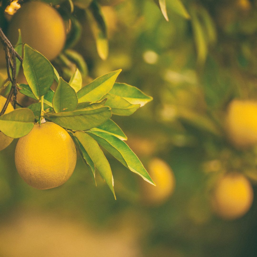 La photo représente l'article de lecture culinaire : Tout savoir sur le citron