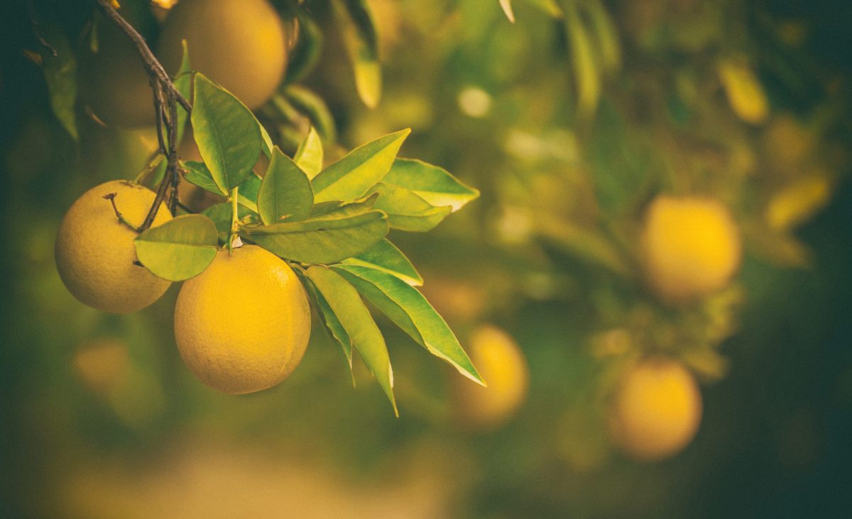 La photo représente l'article de lecture culinaire : Tout savoir sur le citron