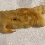 Fish & Chips (Facile et authentique) : La photo est une représentation de l'étape 8