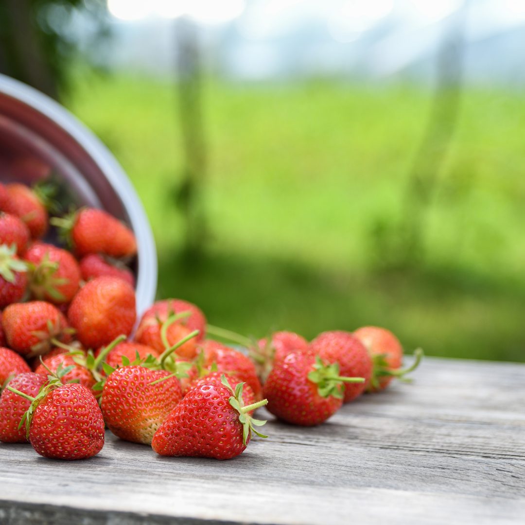 La photo représente l'article de lecture culinaire : À la découverte de la fraise : Histoire, culture, bienfaits et recettes