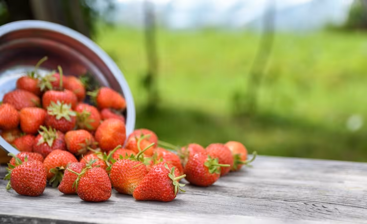 À la découverte de la fraise : Histoire, culture, bienfaits et recettes