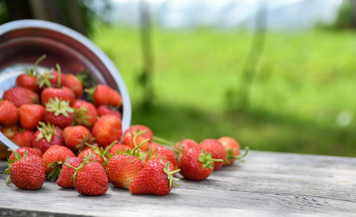 La photo représente l'article de lecture culinaire : À la découverte de la fraise : Histoire, culture, bienfaits et recettes