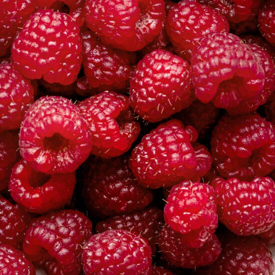 Discover the Secrets of Raspberries Origin, Varieties, and Recipes