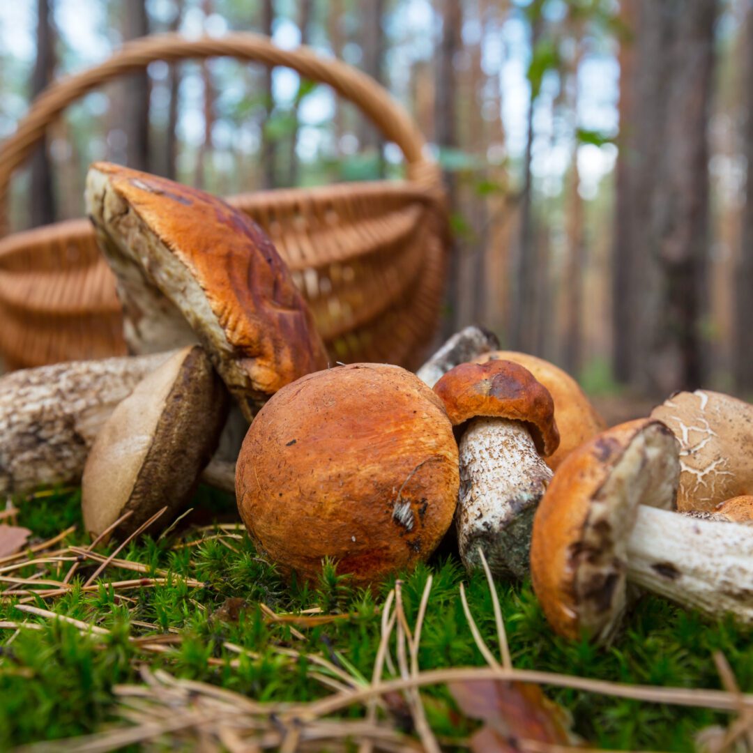 La photo représente l'article de lecture culinaire : Tout savoir sur les champignons : un trésor culinaire et sauvage (Recettes en bonus)