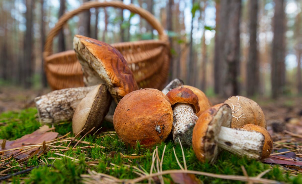 All about mushrooms: A culinary and wild treasure (Bonus recipes included)